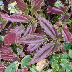 'Sandy Claws' Barrenwort -Florist Shop 558Epimediumwushanense SandyClaws 4