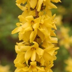 Show Off Starlet® Forsythia 8 Show Off Starlet® Forsythia -Florist Shop 558 2136 popup