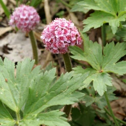 Umbrella Plant -Florist Shop 563 Darmera peltata umbrella 3