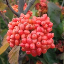 Tandoori Orange® Linden Viburnum -Florist Shop 565 2158 popup