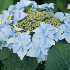 Tuff Stuff Ah-Ha® Mountain Hydrangea -Florist Shop 567 2164 popup