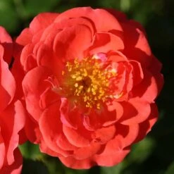 Oso Easy® Mango Salsa Rose 7 Oso Easy® Mango Salsa Rose -Florist Shop 569 2175 popup