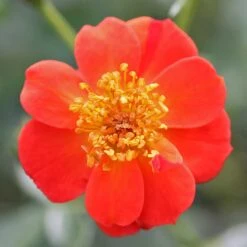 Oso Easy® Hot Paprika® Rose