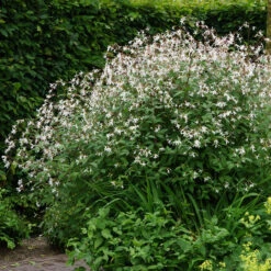 Bowman's Root -Florist Shop 572 Gillenia trifoliata 4