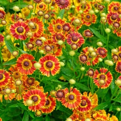 Mariachi™ 'Fuego' Helenium 5 Mariachi™ 'Fuego' Helenium -Florist Shop 574 Helenium fuego 3