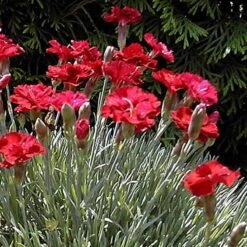 'Frosty Fire' Dianthus -Florist Shop 576 2222 popup sw
