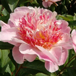 'Do Tell' Peony -Florist Shop 578 Paeonia do tell 3