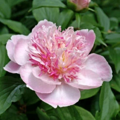 'Do Tell' Peony -Florist Shop 578 Paeonia do tell 7
