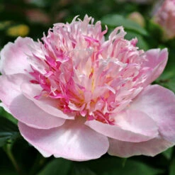 'Do Tell' Peony -Florist Shop 578 Paeonia do tell 8