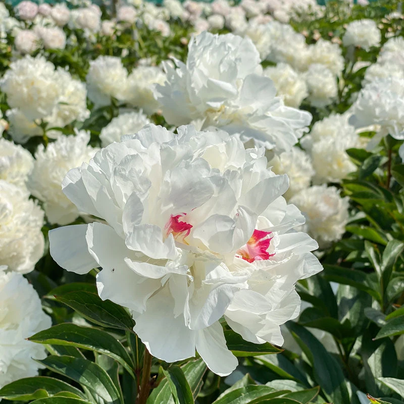 'Festiva Maxima' Peony 1 'Festiva Maxima' Peony