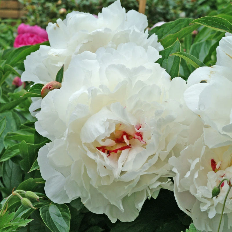 'Festiva Maxima' Peony 2 'Festiva Maxima' Peony - Image 2