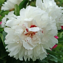 'Festiva Maxima' Peony 9 'Festiva Maxima' Peony -Florist Shop 580 Paeonia festiva maxima 3