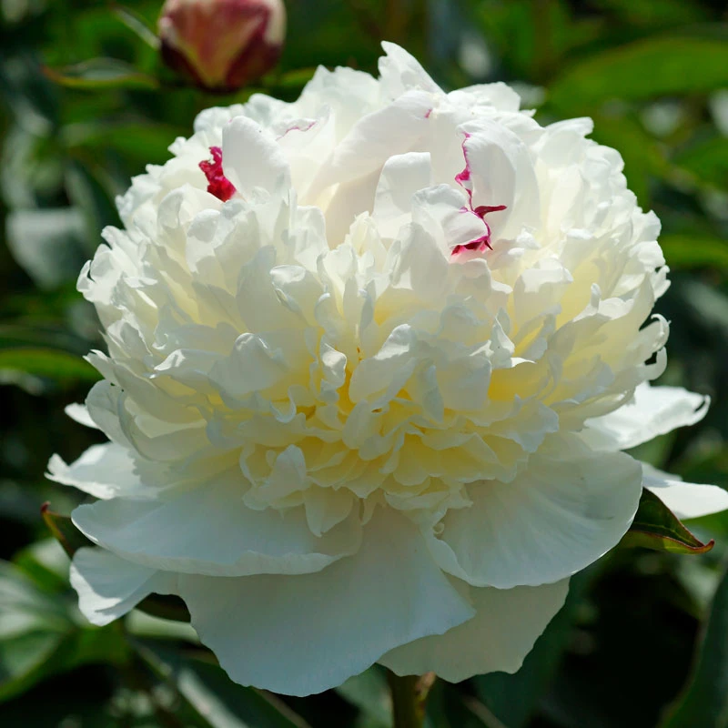 'Festiva Maxima' Peony 5 'Festiva Maxima' Peony - Image 5
