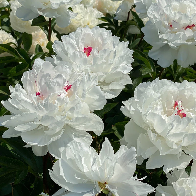 'Festiva Maxima' Peony 6 'Festiva Maxima' Peony - Image 6