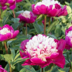 'White Cap' Peony -Florist Shop 582 Paeonia white cap 6