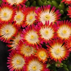 'Jewel Of Desert Ruby' Ice Plant -Florist Shop 582 2241 popup sw