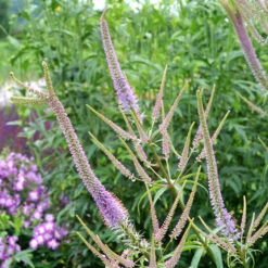 'Fascination' Culver's Root -Florist Shop 583 Veronicastrum fascination 3
