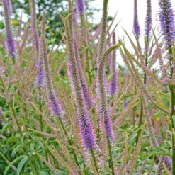 'Fascination' Culver's Root -Florist Shop 583 Veronicastrum fascination 4
