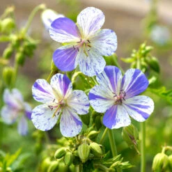 'Delft Blue' Cranesbill 7 'Delft Blue' Cranesbill -Florist Shop 585 Geranium Delft blue 4