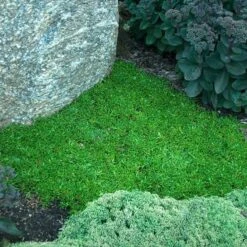 'Jewel Of Desert Topaz' Ice Plant -Florist Shop 585 2256 popup sw