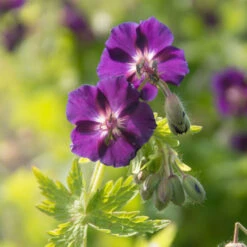 'Raven' Cranesbill -Florist Shop 586 Geranium raven 3