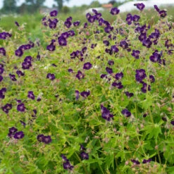'Raven' Cranesbill -Florist Shop 586 Geranium raven 4