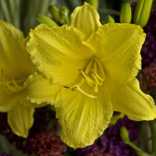'Happy Returns' Daylily 3 'Happy Returns' Daylily - Image 3