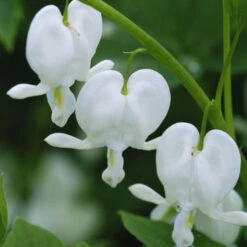 White Bleeding Heart -Florist Shop 597Dicentraspectabilis Alba 3