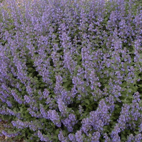 Walker's Low Catmint 3 Walker's Low Catmint - Image 3
