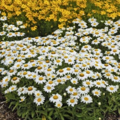 'Snowcap' Shasta Daisy -Florist Shop 5d07eed00a4d7384dafc77bde2737f15