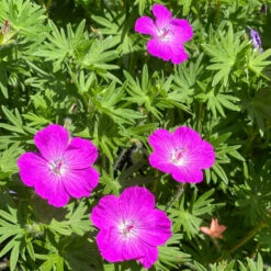'Max Frei' Bloody Cranesbill -Florist Shop 604 Geranium max frei 3