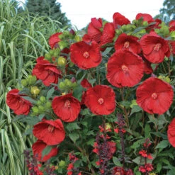 Summerific® 'Cranberry Crush' Perennial Hibiscus