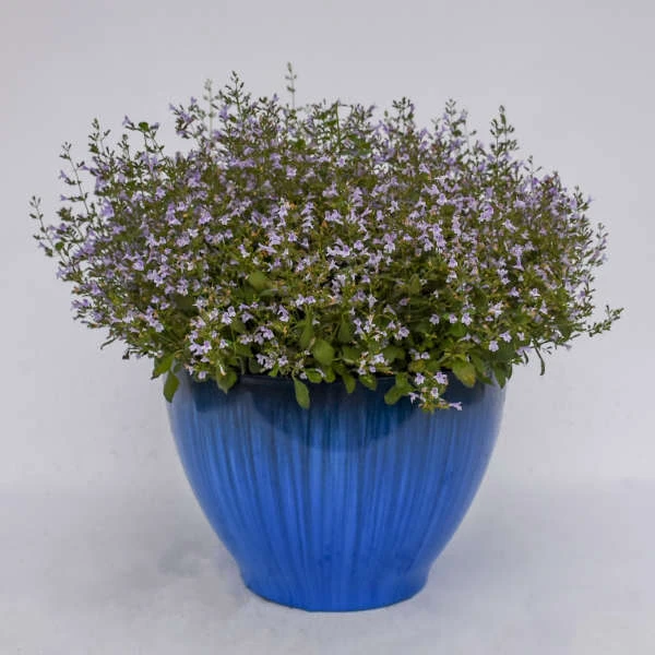 'Marvelette Blue' Calamint 2 'Marvelette Blue' Calamint - Image 2