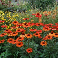 Kismet® Intense Orange Coneflower 5 Kismet® Intense Orange Coneflower -Florist Shop 626 2857 popup