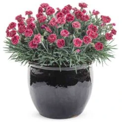 Fruit Punch® 'Black Cherry Frost' Dianthus -Florist Shop 634 2695 popup