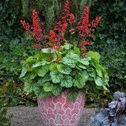 Dolce® 'Appletini' Coral Bells -Florist Shop 635 2698 popup
