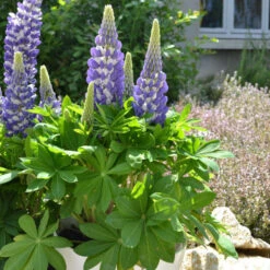 Mini Gallery™ Blue Bicolor Lupine -Florist Shop 636297d97b3e498ffe72e6cc797ad19e