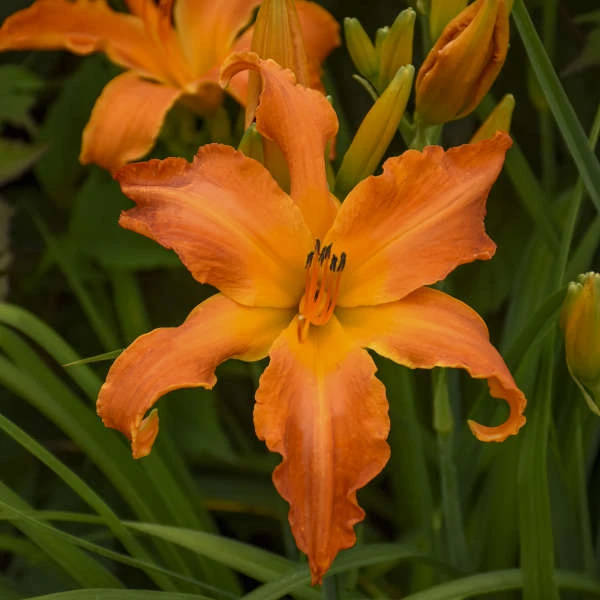 Rainbow Rhythm® 'Primal Scream' Daylily 1 Rainbow Rhythm® 'Primal Scream' Daylily