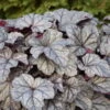 Dolce® 'Frosted Berry' Coral Bells