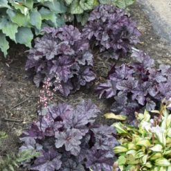 Dolce® 'Frosted Berry' Coral Bells -Florist Shop 654 Dolce Frosted Berry Heuchera 3