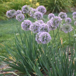 'Bubble Bath' Allium -Florist Shop 658 Bubble Bath Allium 2