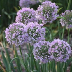 'Bubble Bath' Allium -Florist Shop 658 Bubble Bath Allium 3