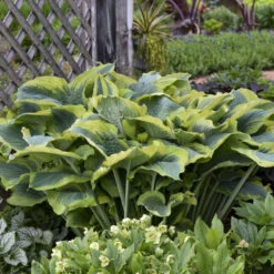 Shadowland® 'Seducer' Hosta -Florist Shop 6598ef6fe9ffaa880ffbbb5ef687e47e