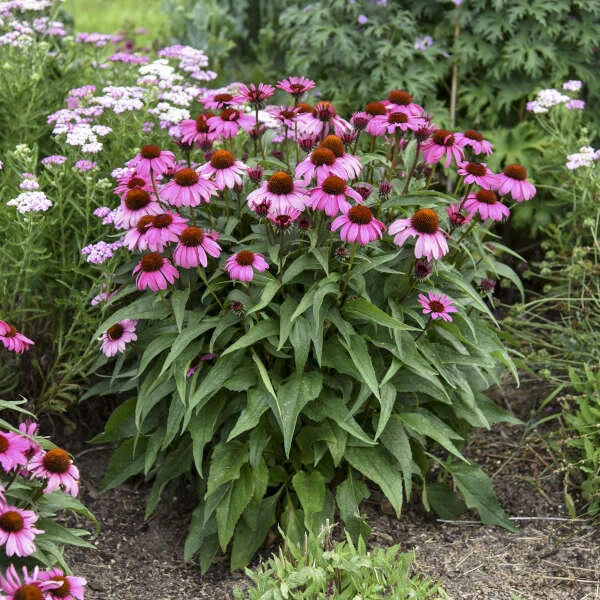 Color Coded® 'The Fuchsia Is Bright' Coneflower 1 Color Coded® 'The Fuchsia Is Bright' Coneflower