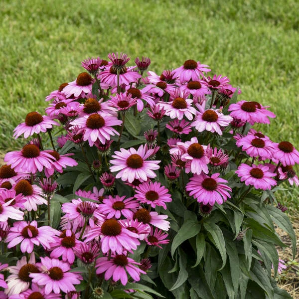 Color Coded® 'The Fuchsia Is Bright' Coneflower 2 Color Coded® 'The Fuchsia Is Bright' Coneflower - Image 2