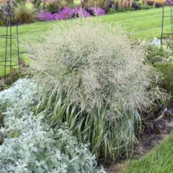Prairie Winds® 'Niagara Falls' Switchgrass -Florist Shop 666 Prairie Winds Niagara Falls Switchgrass 3