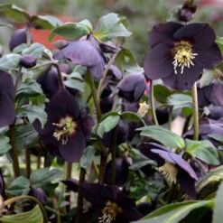 Honeymoon® New York Night Lenten Rose 6 Honeymoon® New York Night Lenten Rose -Florist Shop 668 Honeymoon New York Night Lenten Rose 3