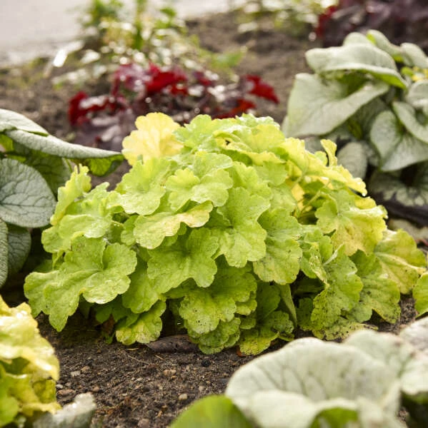 Primo® Pistachio Ambrosia Coral Bells 3 Primo® Pistachio Ambrosia Coral Bells - Image 3