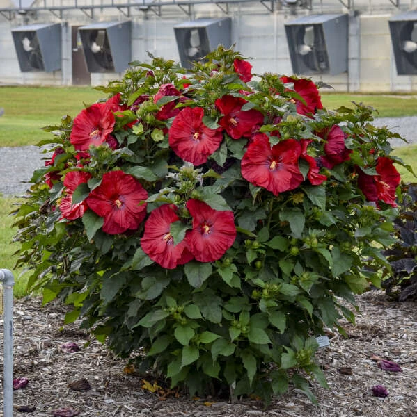 Summerific® 'Valentine's Crush' Perennial Hibiscus 2 Summerific® 'Valentine's Crush' Perennial Hibiscus - Image 2