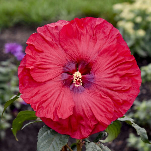 Summerific® 'Valentine's Crush' Perennial Hibiscus 1 Summerific® 'Valentine's Crush' Perennial Hibiscus